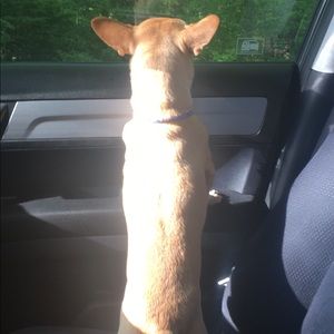 Meet your Posher, Heidy